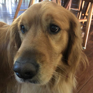 Meet your Posher, Ben